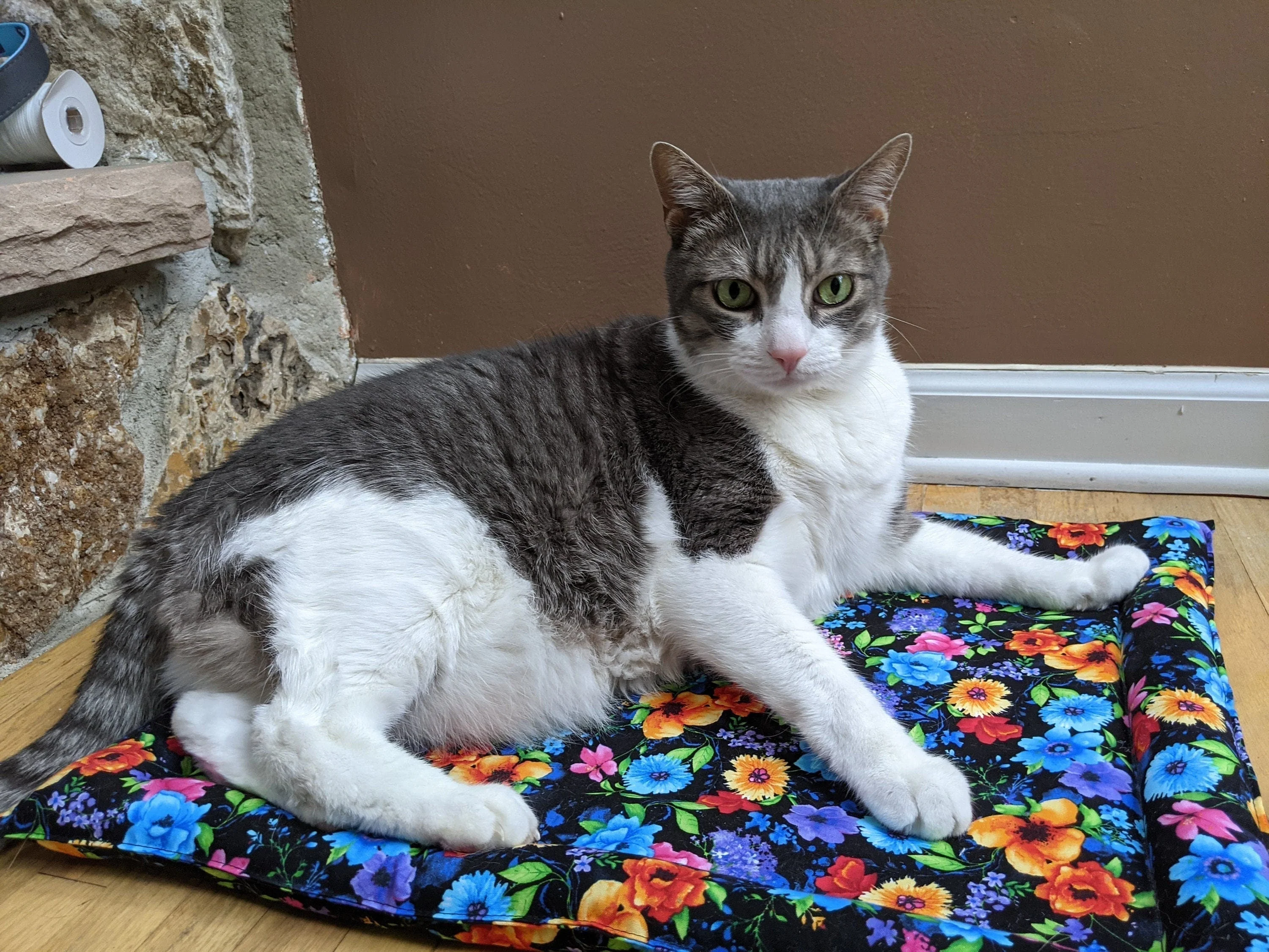 Catnip & Silvervine Filled Cat Bed - creme cocoland - Image 6