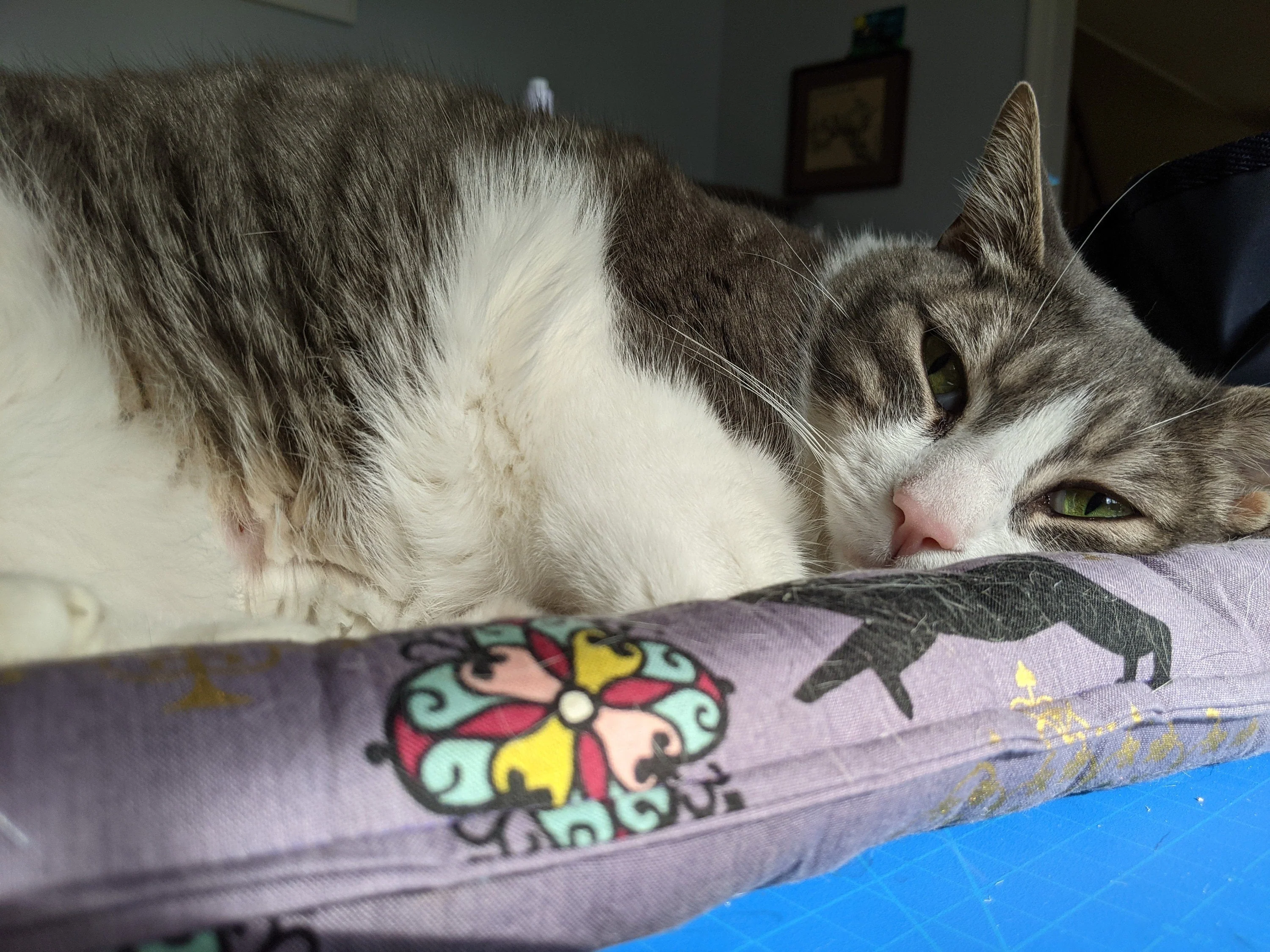 Catnip & Silvervine Filled Cat Bed - pink flower coco - Image 5